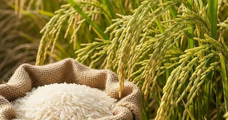 تصویر 1 از برنج طارم محلی گیلان با دانه‌های خوش‌فرم و عطر ماندگار